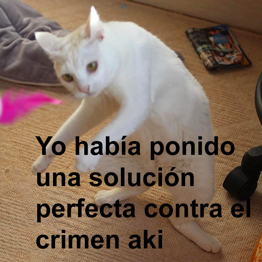 Meme gatito 1